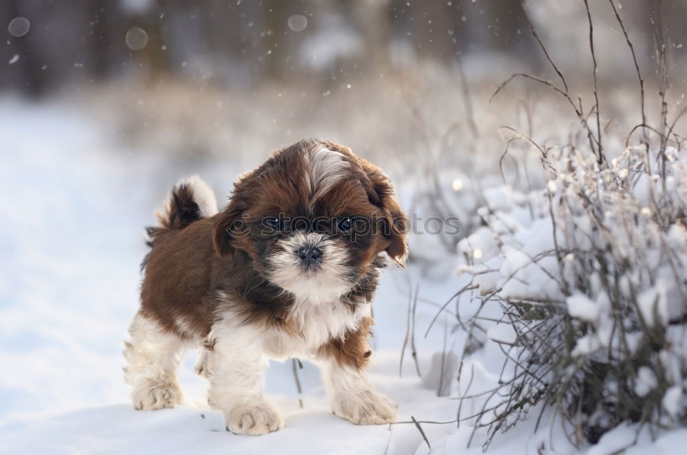 Similar – Image, Stock Photo Australian Shepherd Winter
