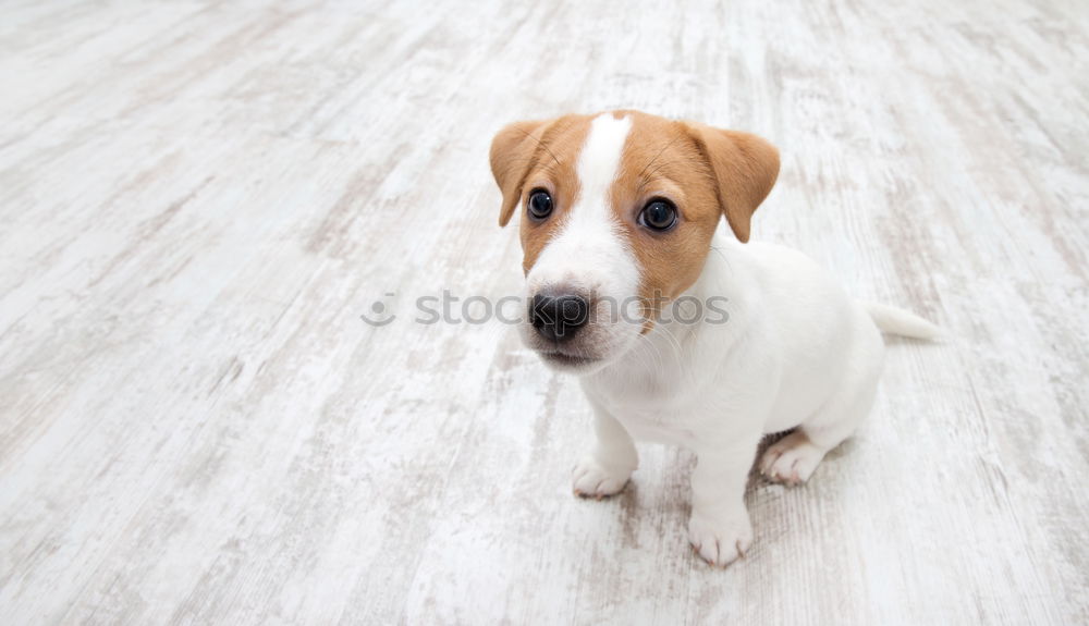 Similar – Hungry dog in front of an empty dog bowl