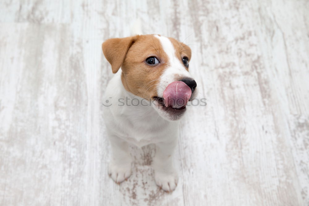 Similar – Image, Stock Photo portrait outdoors of a cute happy small dog outdoors