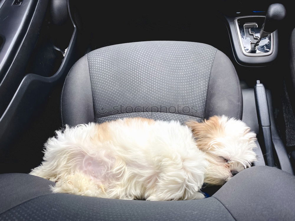 Similar – Image, Stock Photo Traveling with dogs