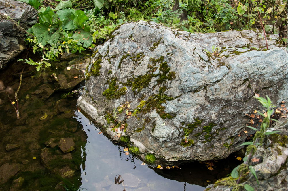 Similar – Image, Stock Photo little garden Pebble Round