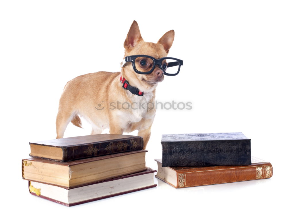 funny dog with glasses and a book on white background