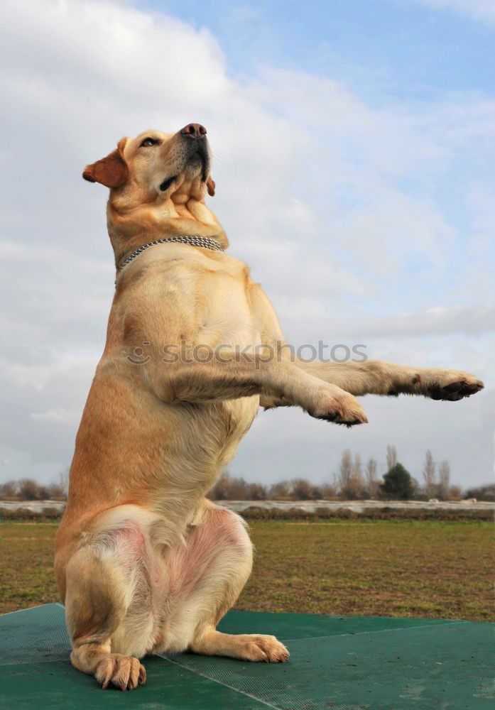 Similar – Image, Stock Photo | dog life Dog