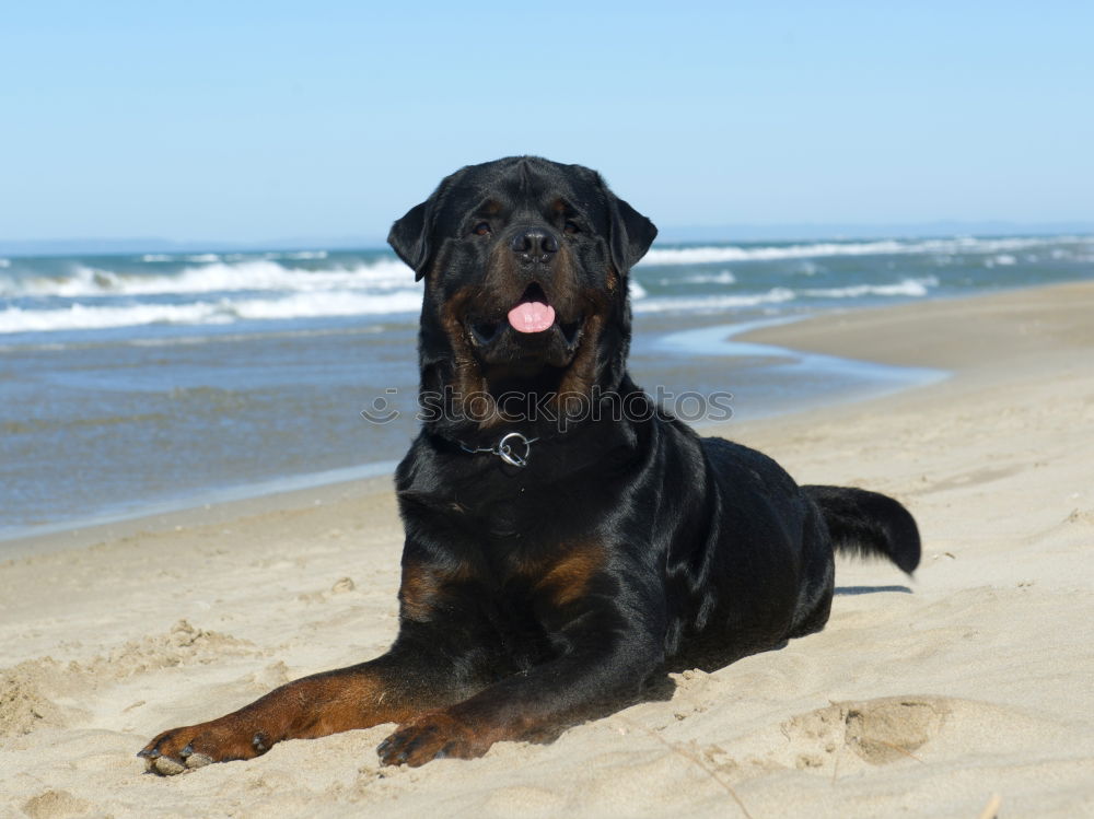 Similar – Fernweh Hund Dogge Strand