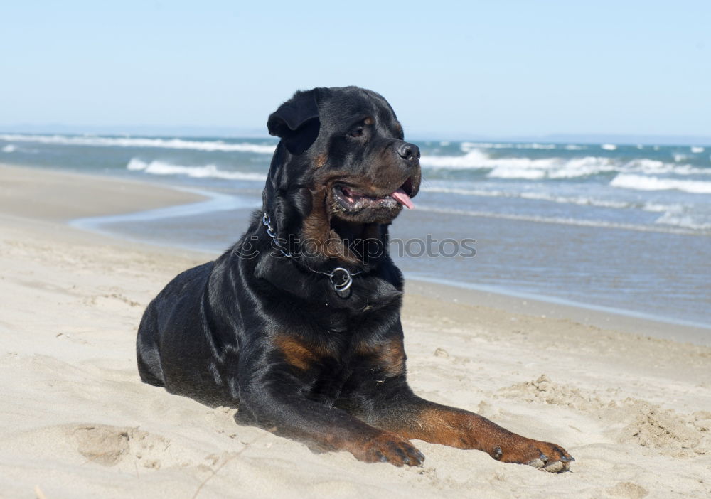 Similar – Fernweh Hund Dogge Strand