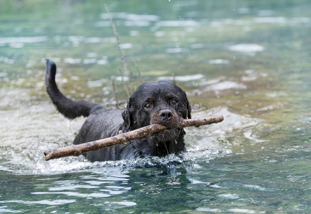 Similar – bathing fun Nature