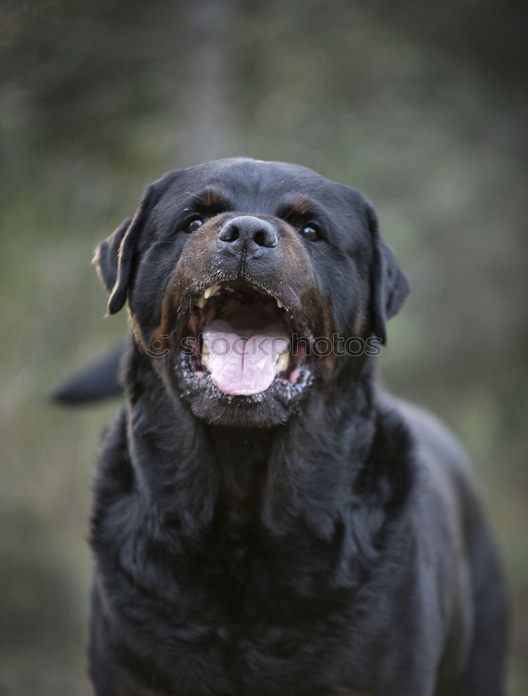 Similar – doggy Hund Labrador