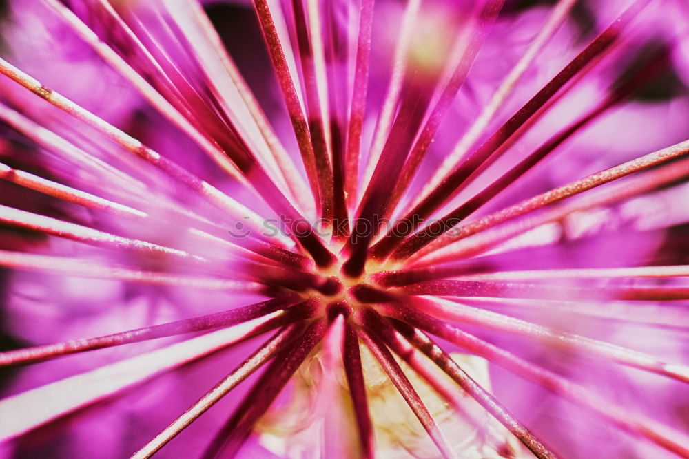 Macro photograph pink flower with yellow pollen