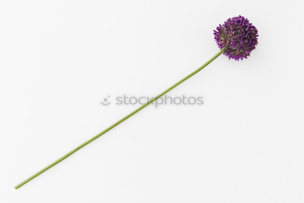 Similar – Allium isolated on white background