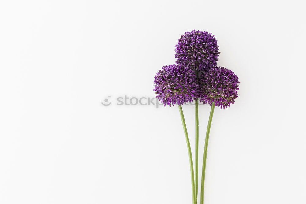 Similar – Image, Stock Photo Allium isolated on white background