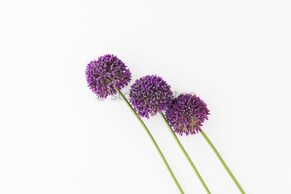 Image, Stock Photo Allium isolated on white background