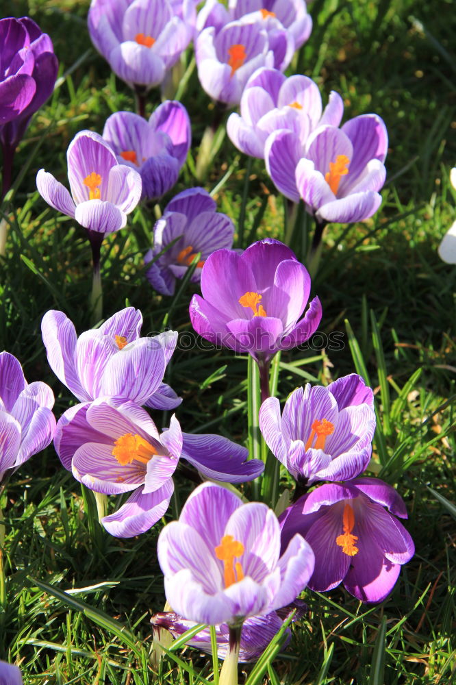 Similar – Krokus Krokusse Blume