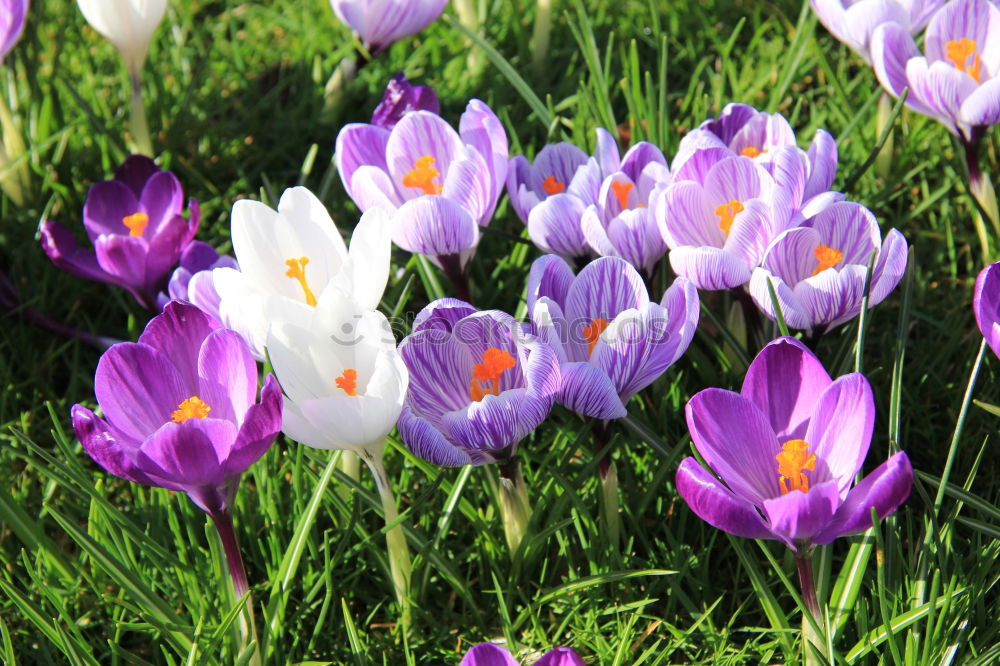 Krokus Krokusse Blume