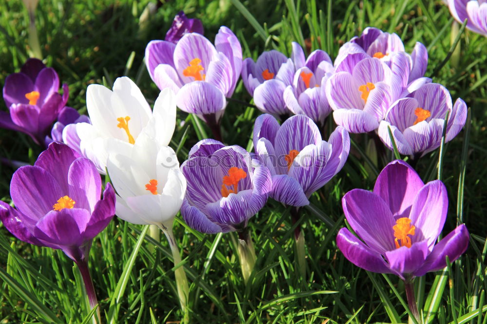 Similar – Krokus Krokusse Blume