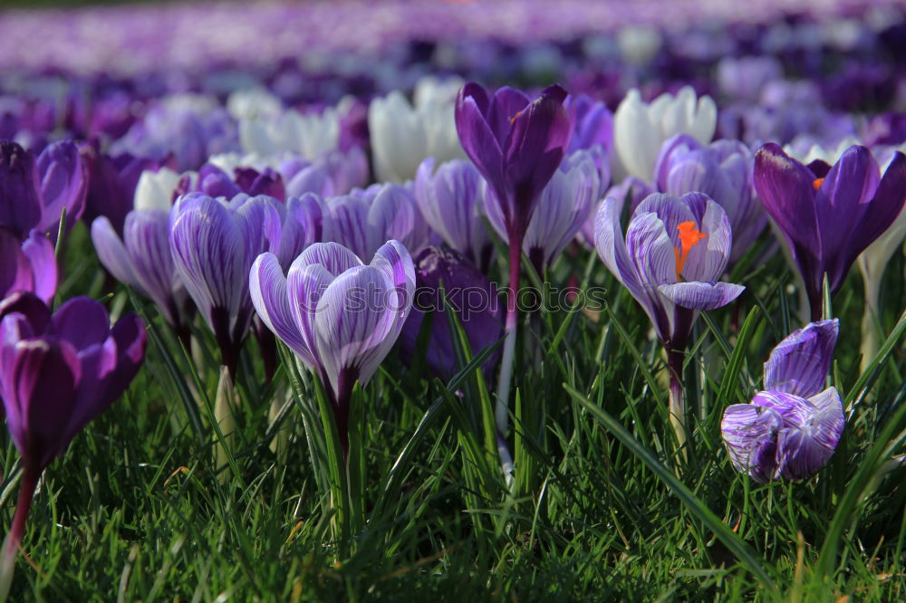 Similar – Image, Stock Photo many purple and three yellow crocuses on a meadow against the light