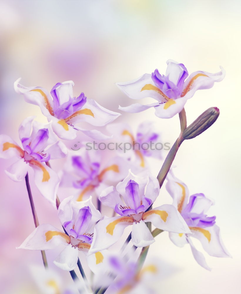 Similar – Striped primrose flowers in a flower pot