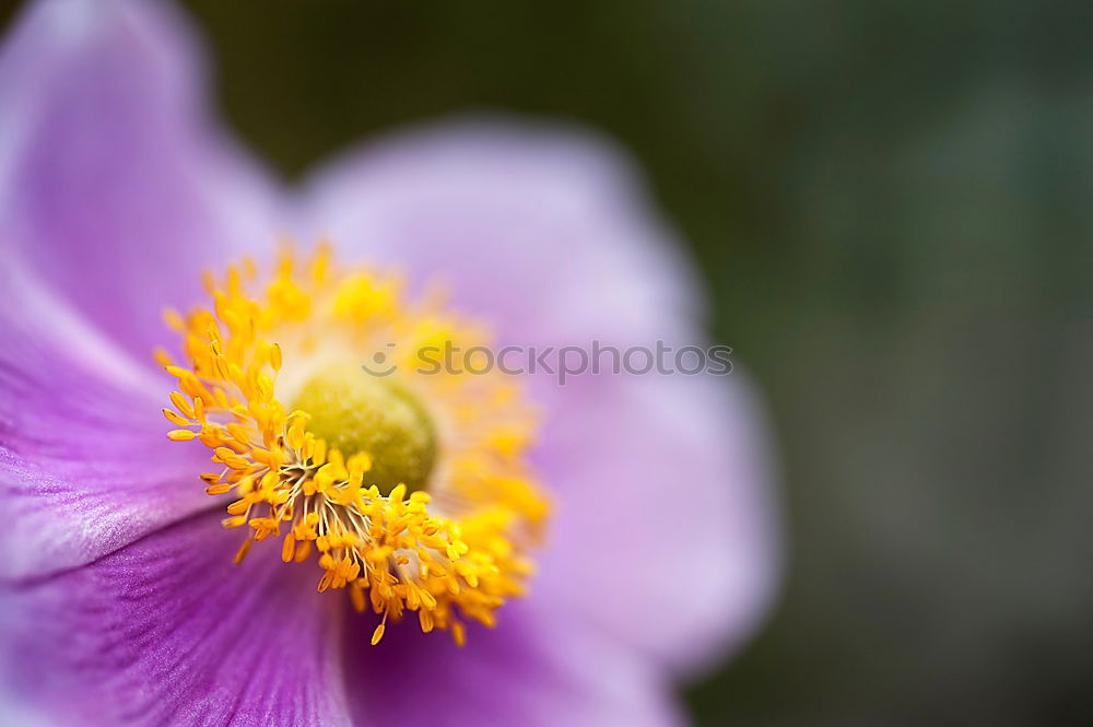 Similar – pink, yellow, green, anemone