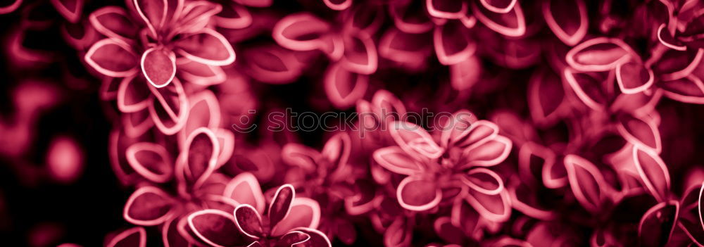 Image, Stock Photo After the rain Flower Rain