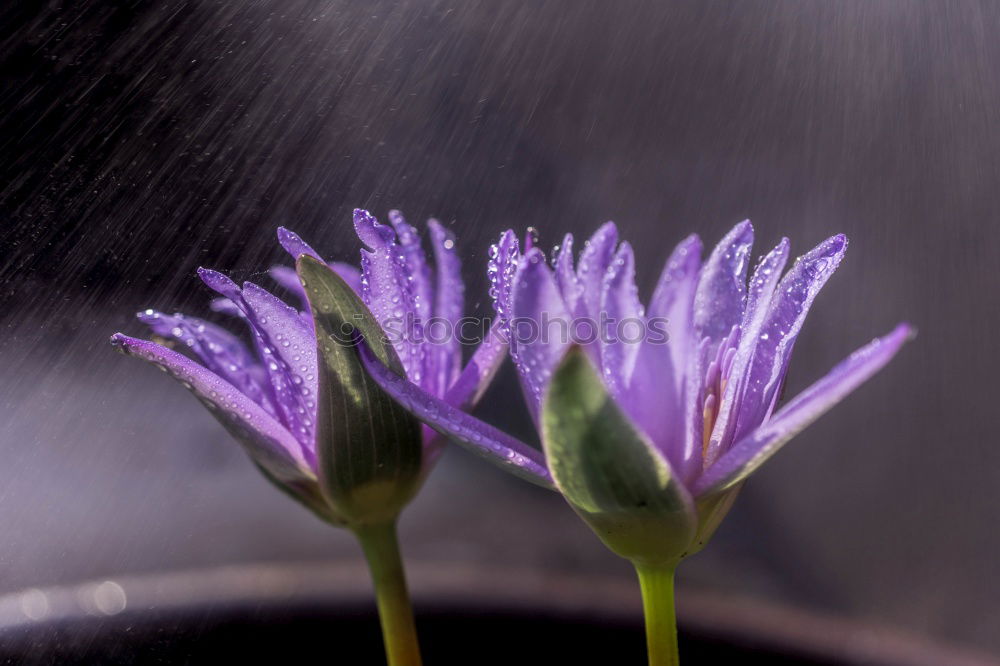 Similar – violette Blüte des Zierlauchs /Allium vor verschwommenem Hintergrund