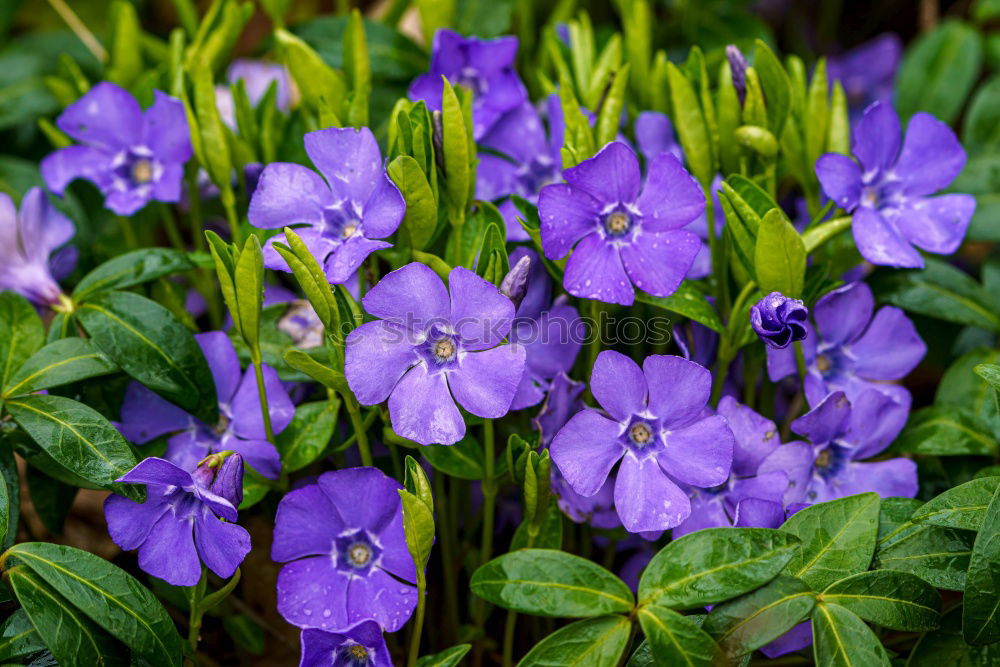 Similar – Image, Stock Photo kitchen herbs