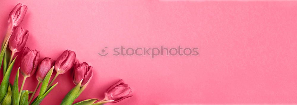 Similar – Three tulips on a red wooden background