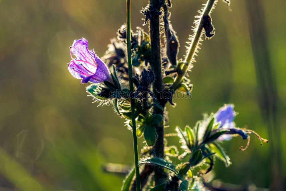 Similar – Image, Stock Photo Meadow cranesbill II