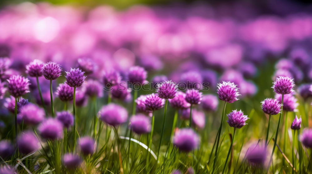 Similar – Image, Stock Photo spring crocuses on mountain meadow