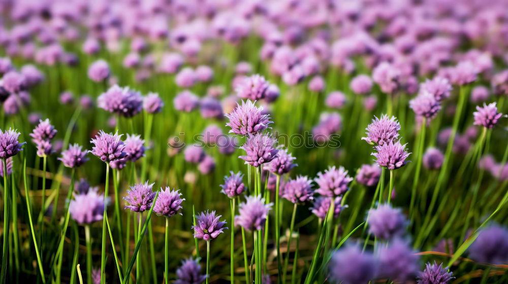 Similar – Image, Stock Photo Chives Vegetable Club moss