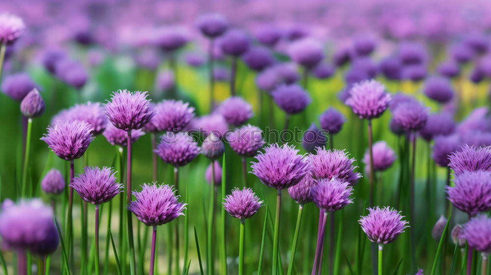 Similar – Image, Stock Photo Chives Vegetable Club moss