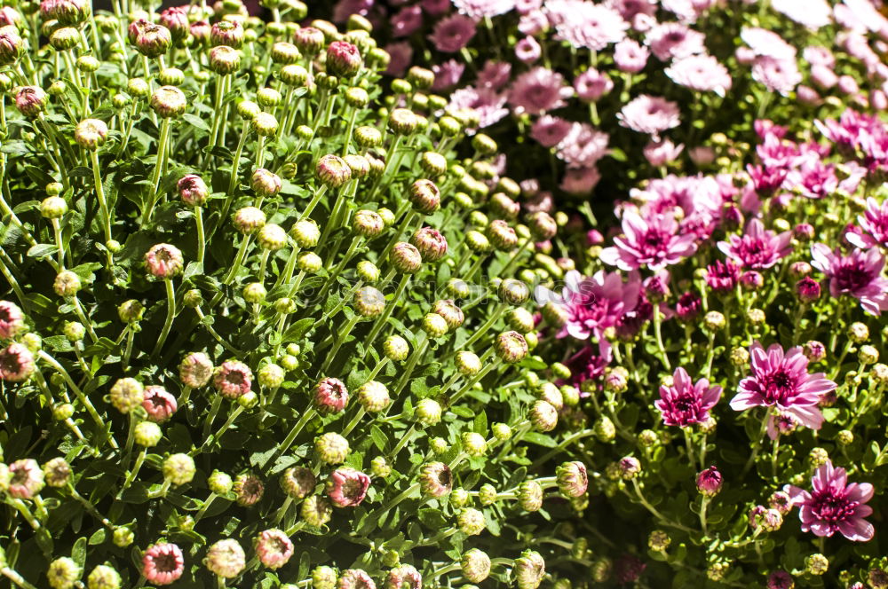 Similar – Beautiful blooming long stem flowers