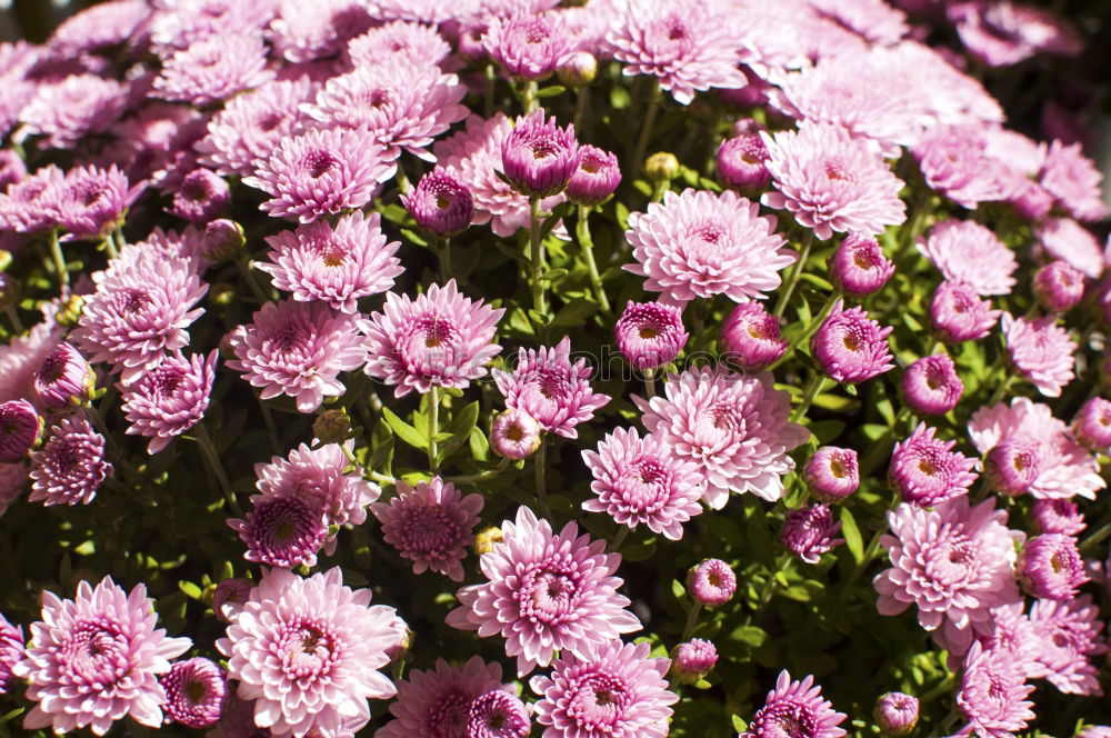 Similar – Image, Stock Photo bouquet of purple lilac