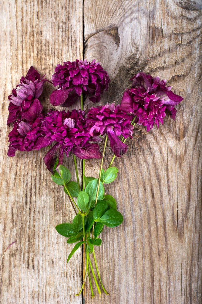 Similar – Lavender Nature Plant