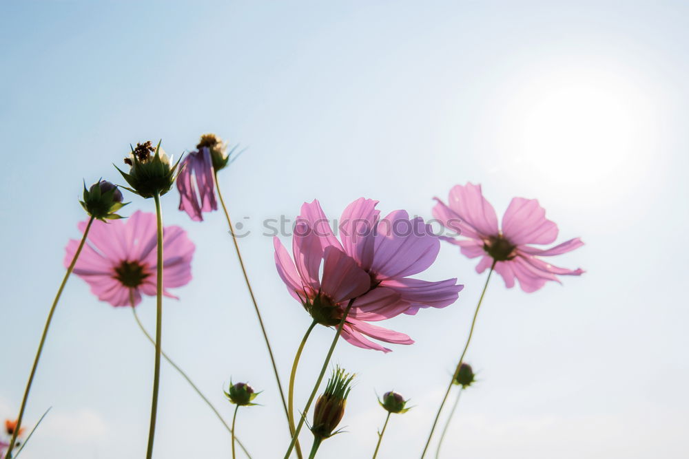 Similar – Image, Stock Photo Dahlia 1 Daisy Family