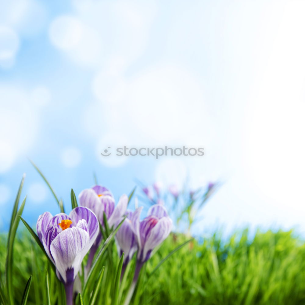 Similar – Image, Stock Photo top of page Tulip