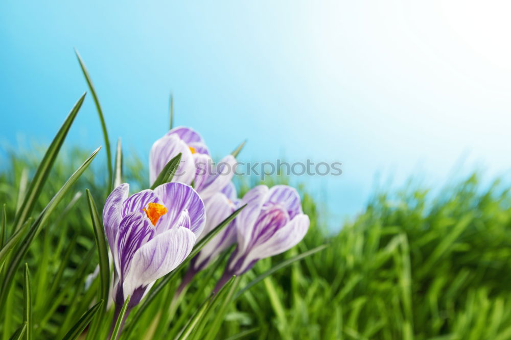 Similar – Image, Stock Photo spring Environment Nature