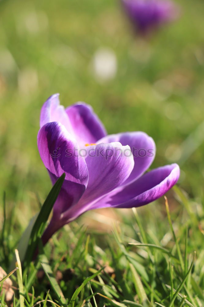 Similar – Image, Stock Photo blossom out Nature Plant