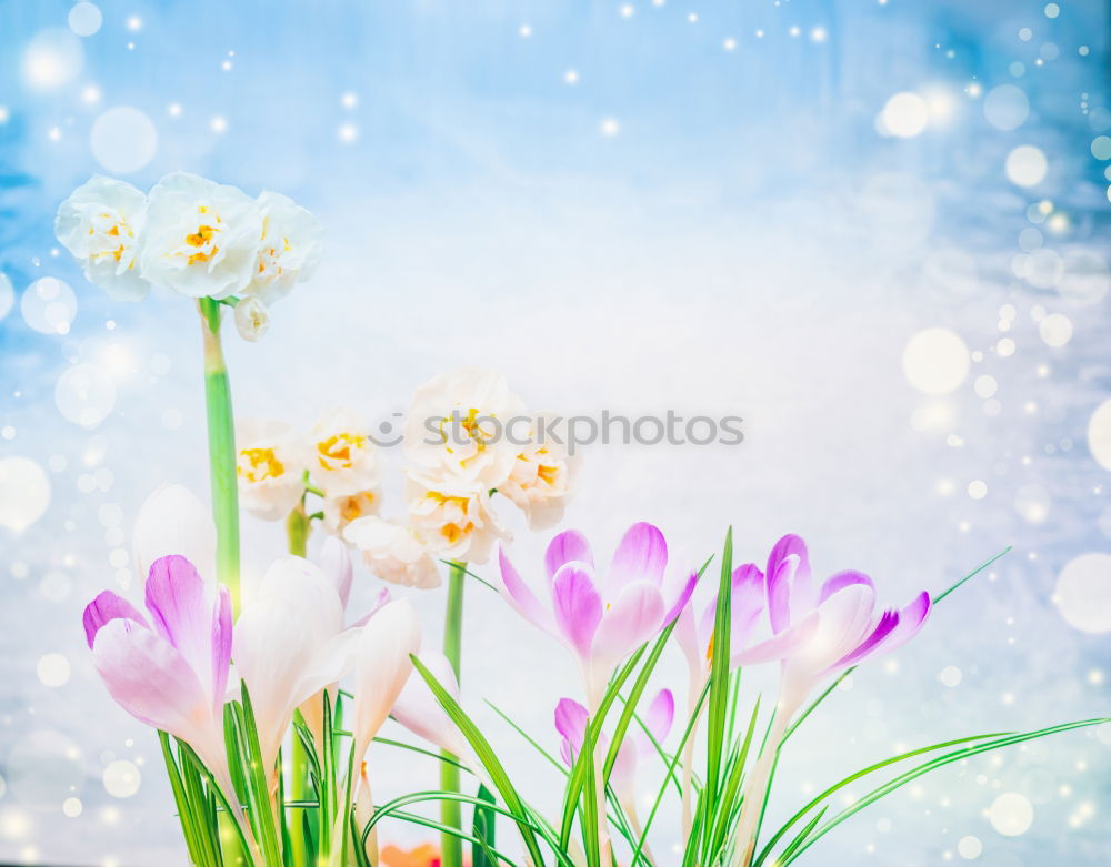 Similar – Image, Stock Photo flowers red white spring bouquet of flowers