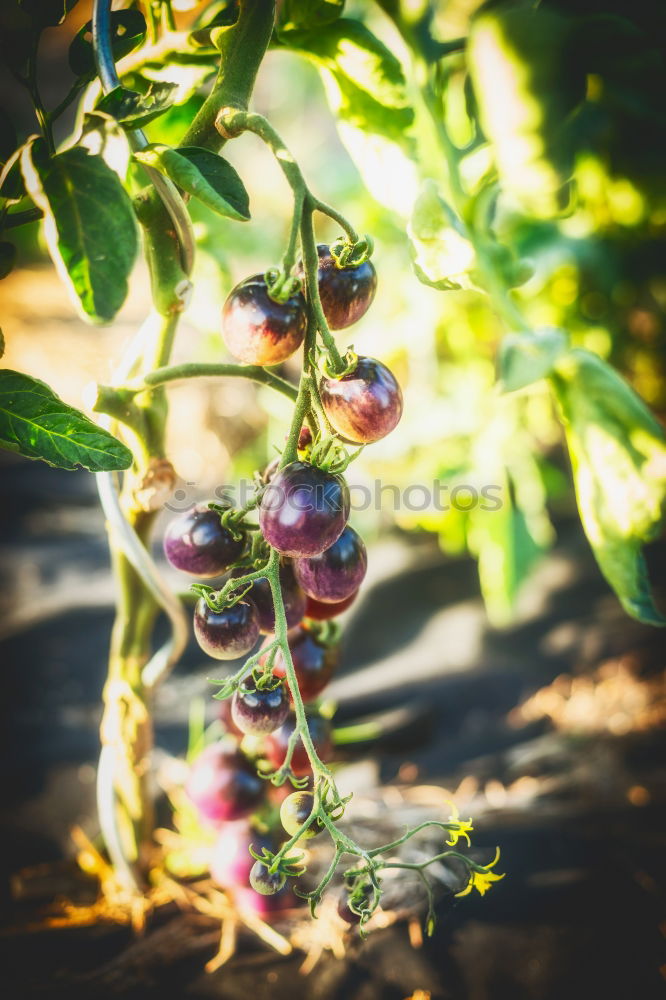 Similar – Image, Stock Photo grape in the field Fruit