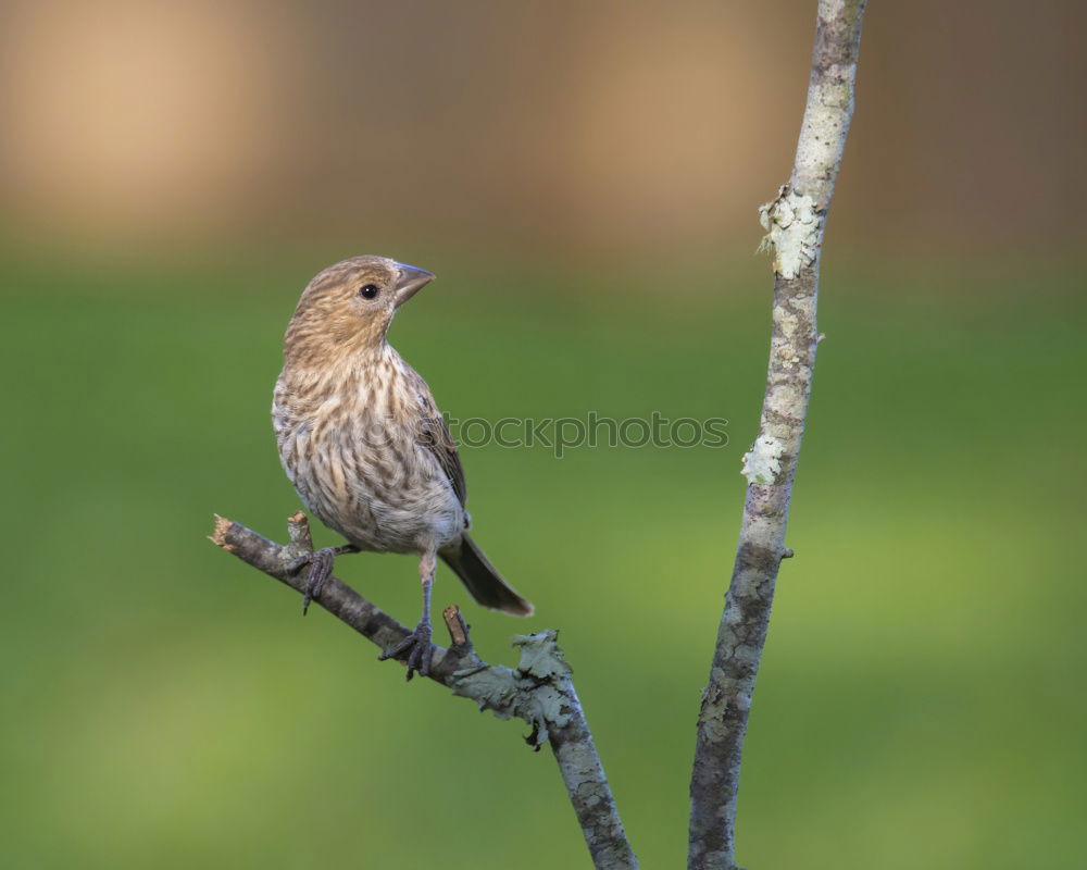 Similar – Image, Stock Photo Big bird Nature Landscape