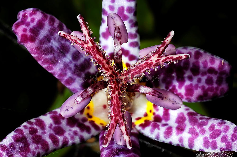 Similar – Image, Stock Photo Turkish Confederation; Lilium martagon,