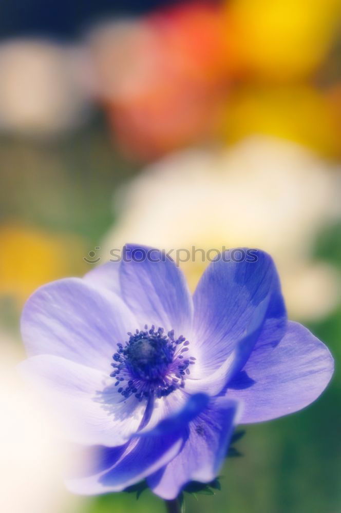 Similar – Image, Stock Photo flowery airfield Runway