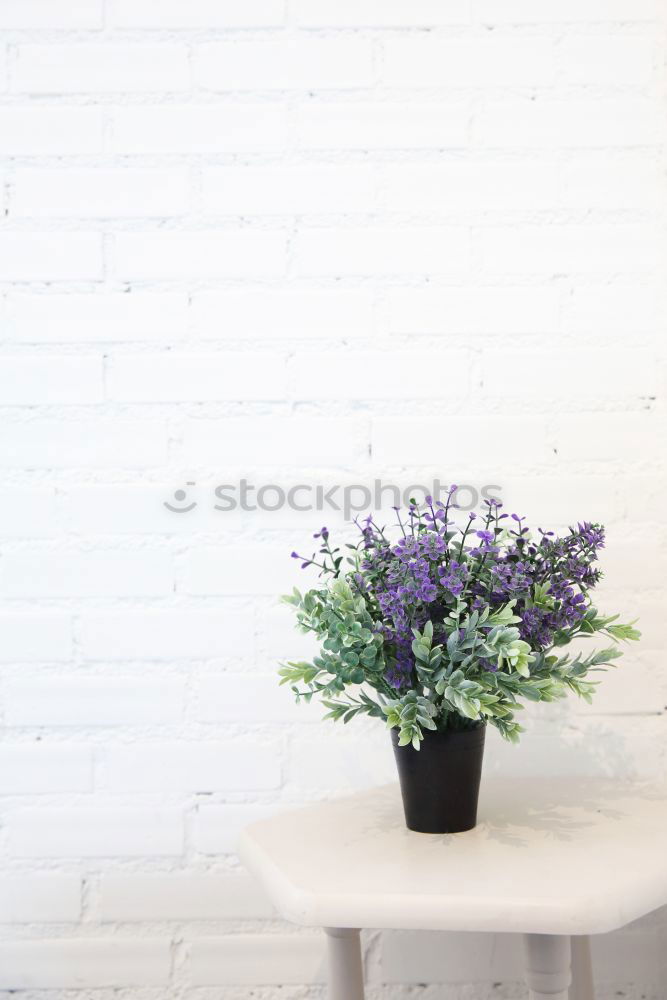 Similar – Image, Stock Photo Lilac from grandpa’s garden