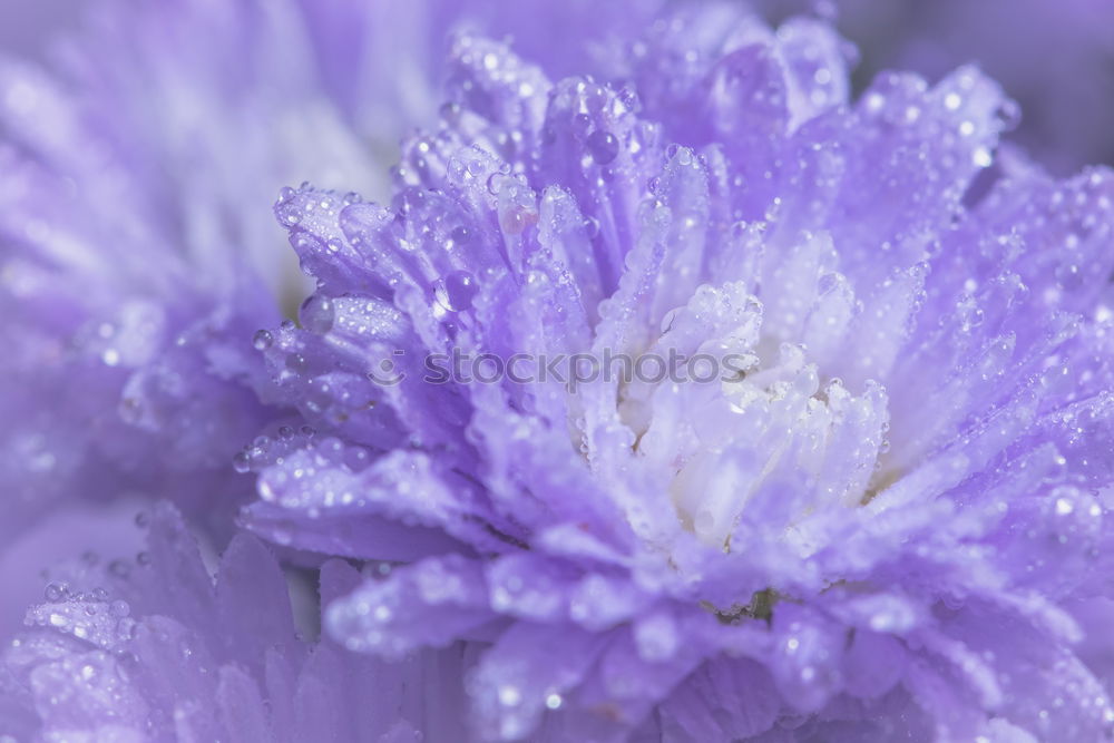 Similar – Image, Stock Photo Clematis