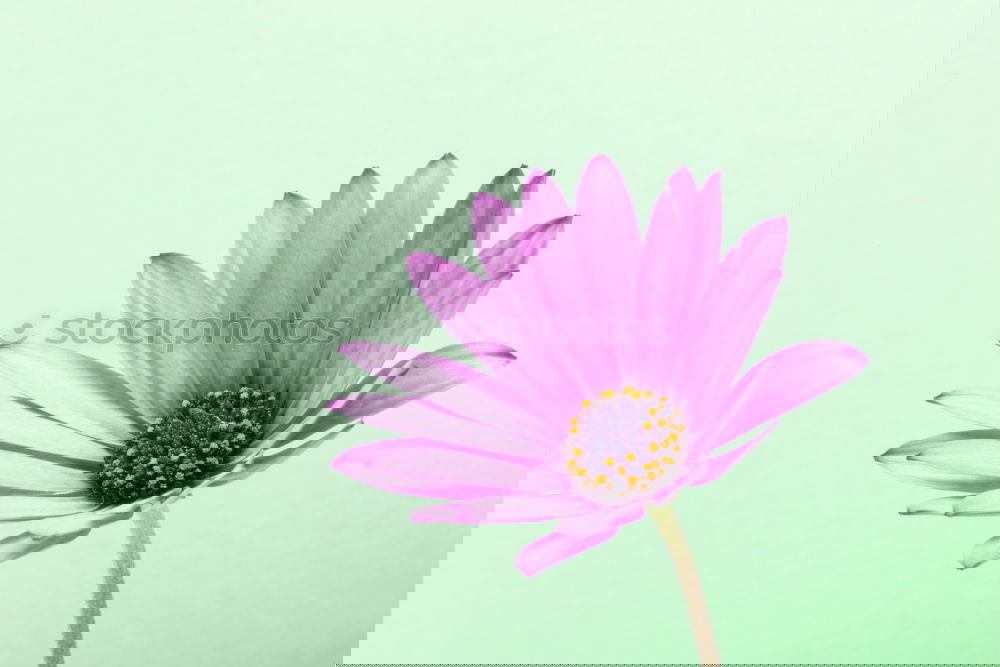 Image, Stock Photo White Gerbera Blum on blue background