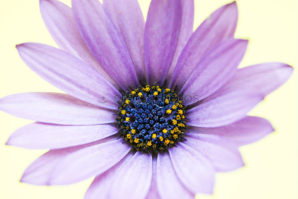 Similar – Image, Stock Photo Liver fluff, hepatica, nobilis,