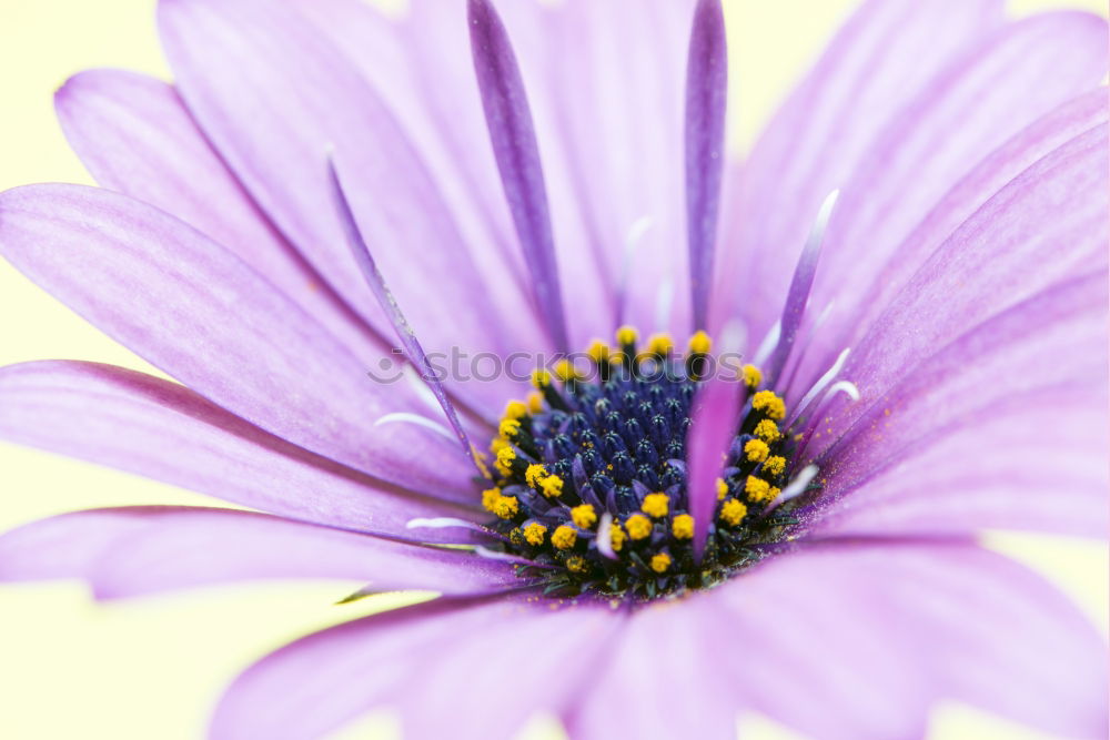 Similar – Image, Stock Photo purple Plant Spring Flower