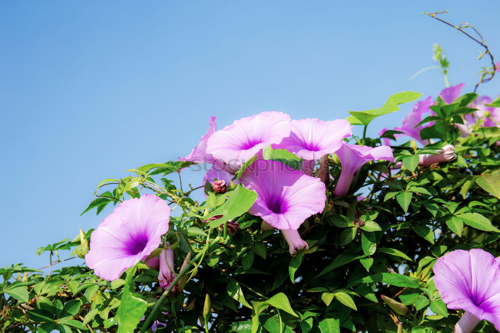 Image, Stock Photo summer Flower Blossom