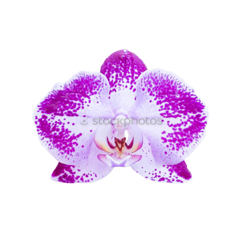 Similar – Phalaenopsis Blue Macro