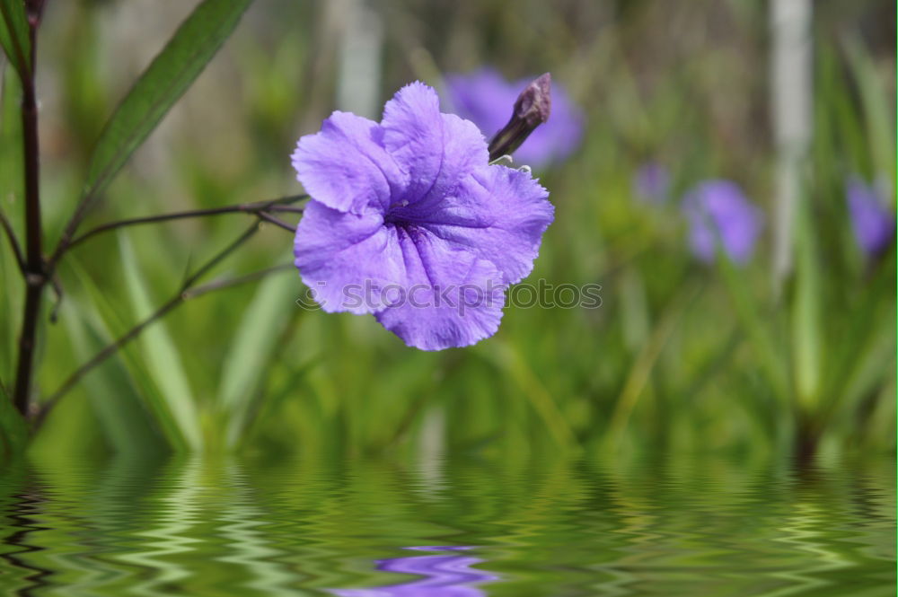 Similar – Image, Stock Photo blue flower Close-up