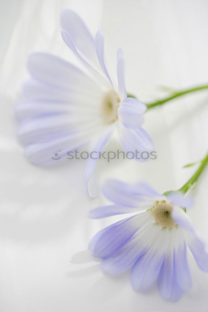 Similar – Image, Stock Photo Marsh forget-me-not, Myosotis palustris, Aquatic plants